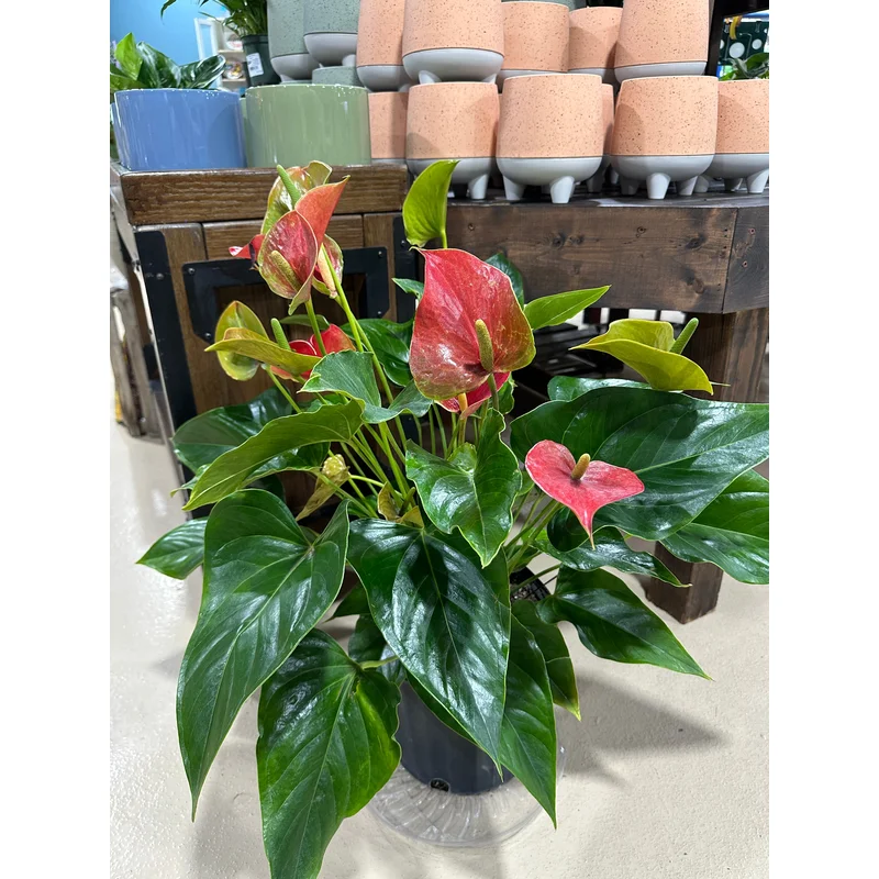 10” Anthurium Fire Glow