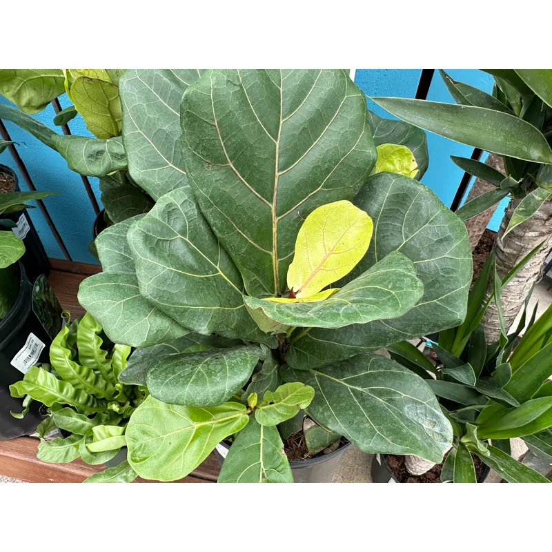 10” Ficus Pandurata Lyrata Bush