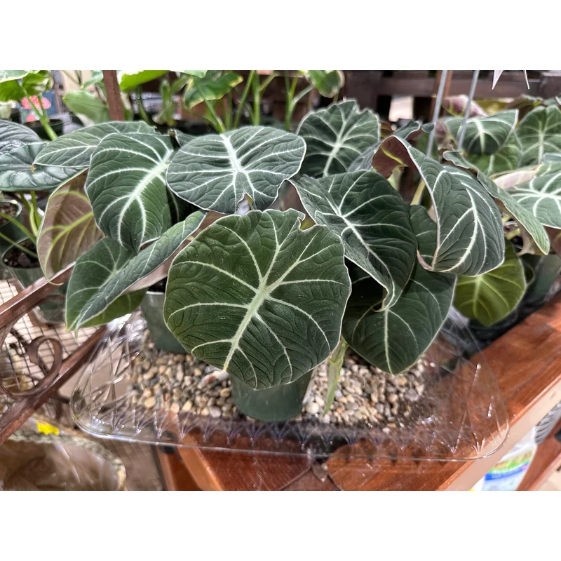 4” Alocasia Black Velvet