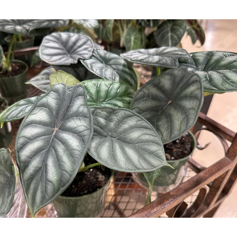 4” Alocasia Silver Dragon