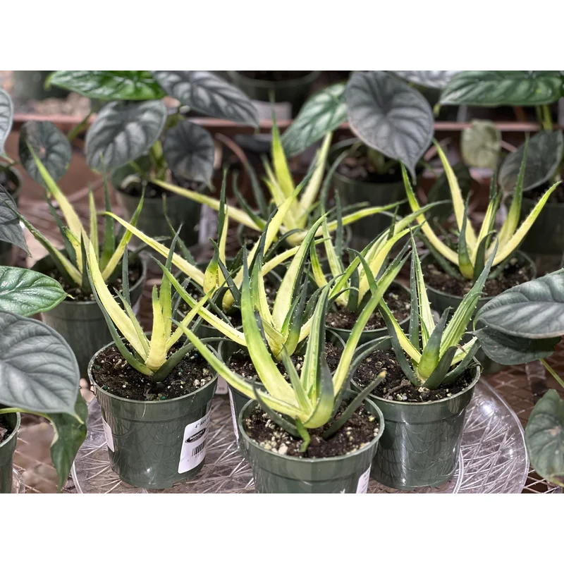 4” Aloe Solar Flare