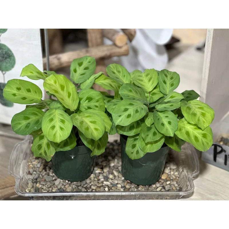 4” Maranta Green