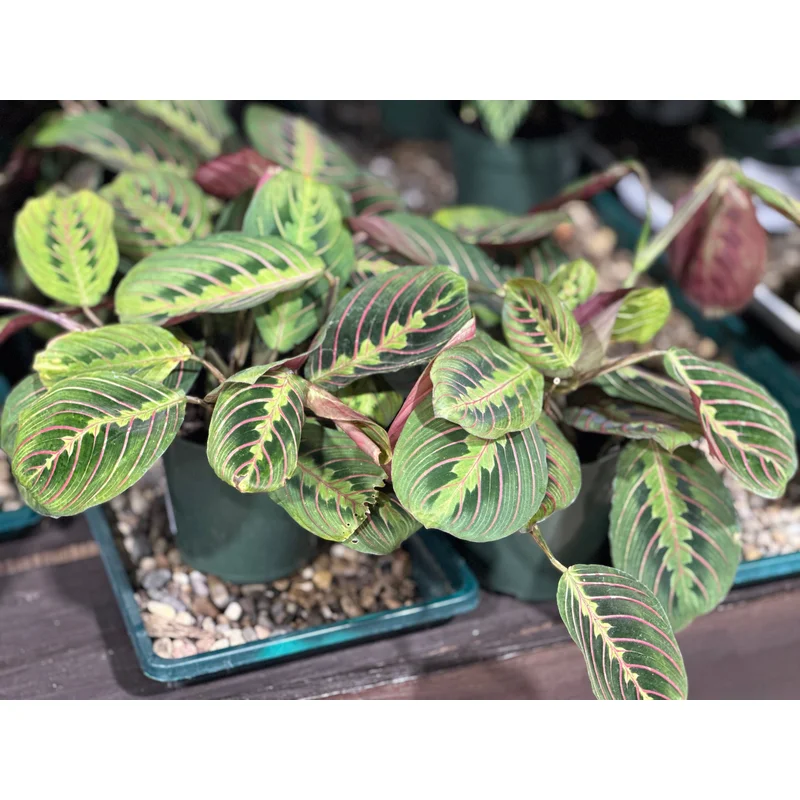 4” Maranta Red