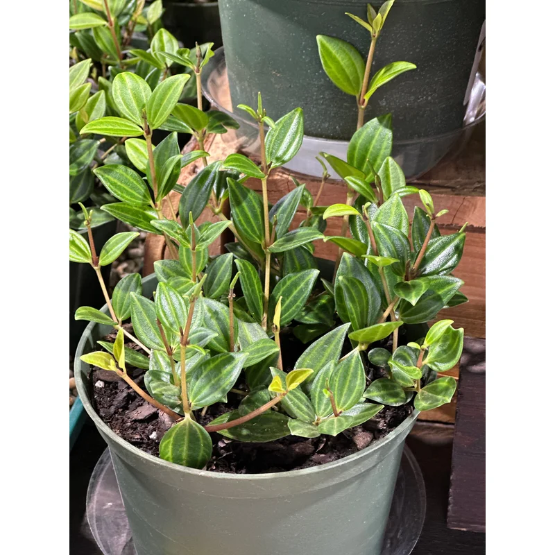 4” Peperomia Funky Frog