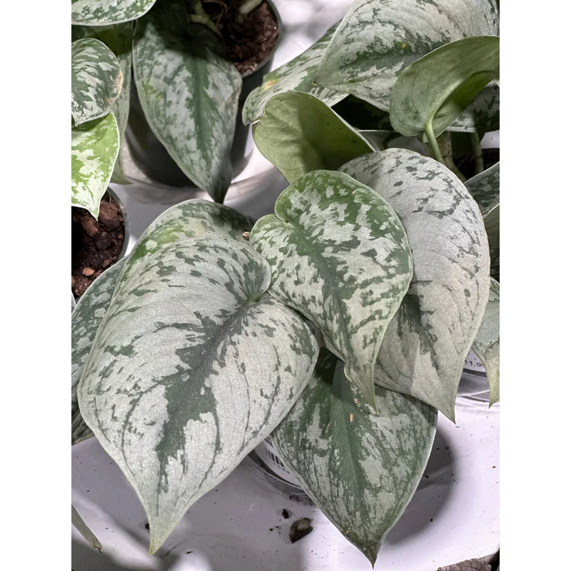 4” Pothos Silver Satin