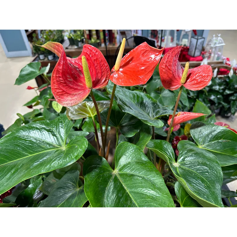 6” Anthurium Arent you Orange