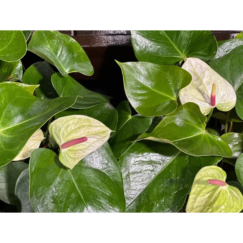 6” Anthurium White Heart