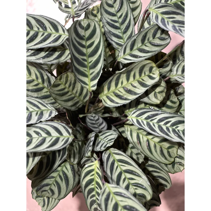 6” Calathea Burle Marx