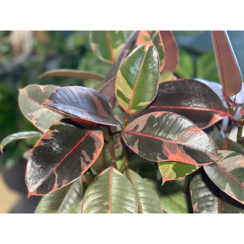 6” Ficus Robusta Ruby