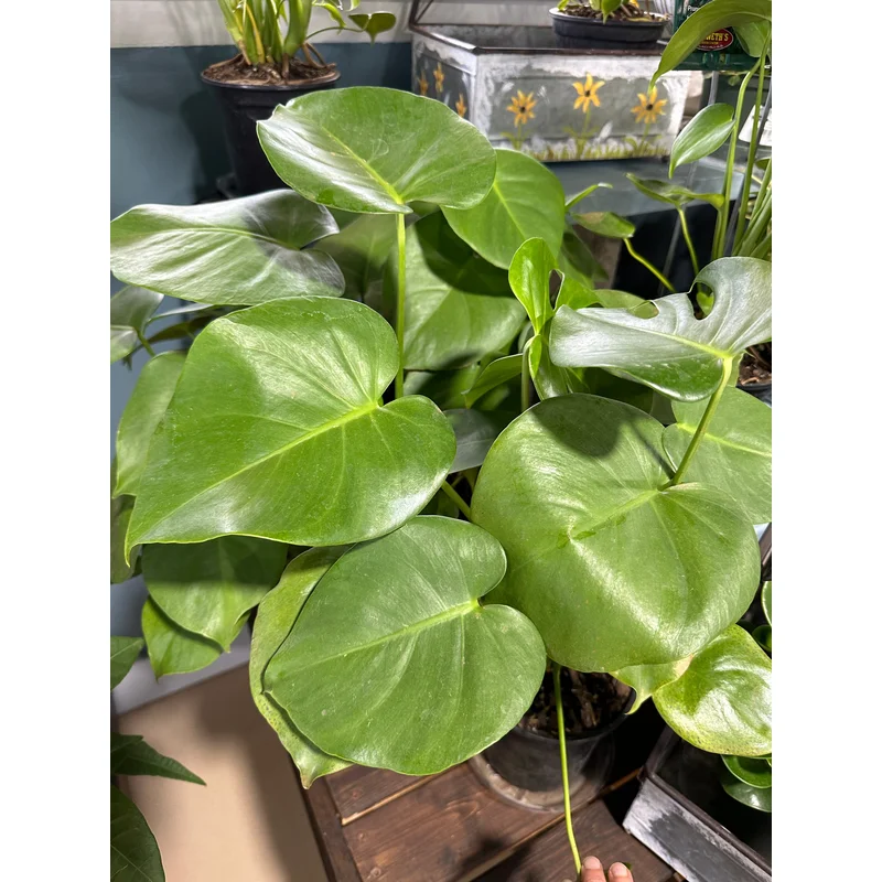 6” Monstera Deliciosa Split Leaf
