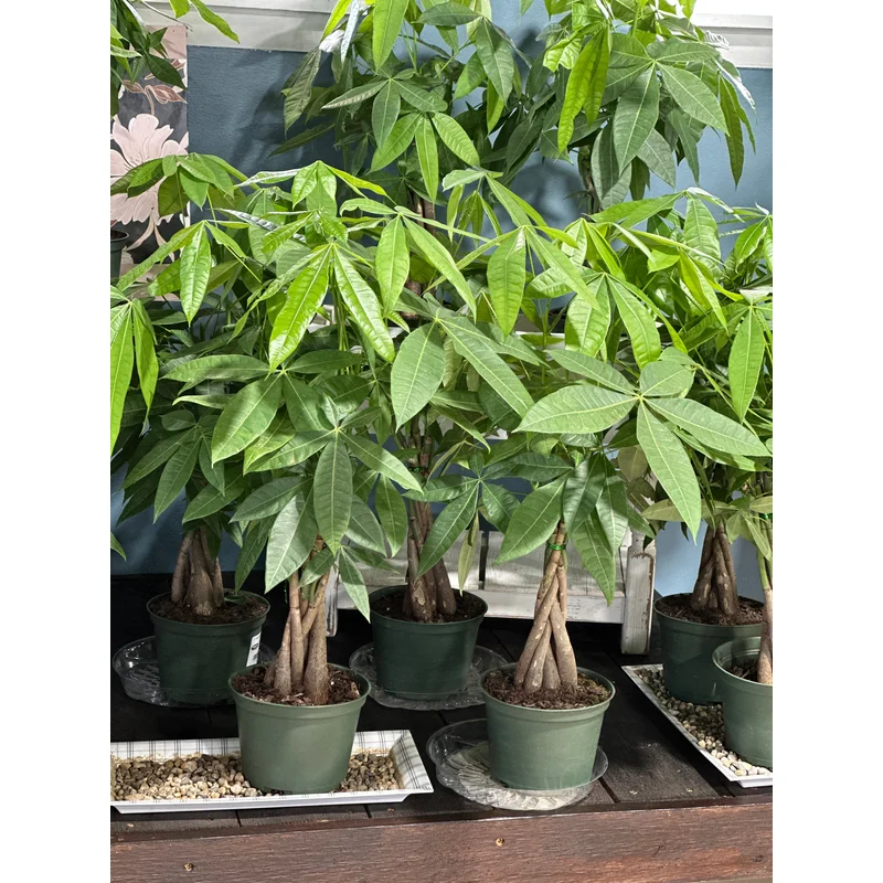 6” Pachira Money Tree