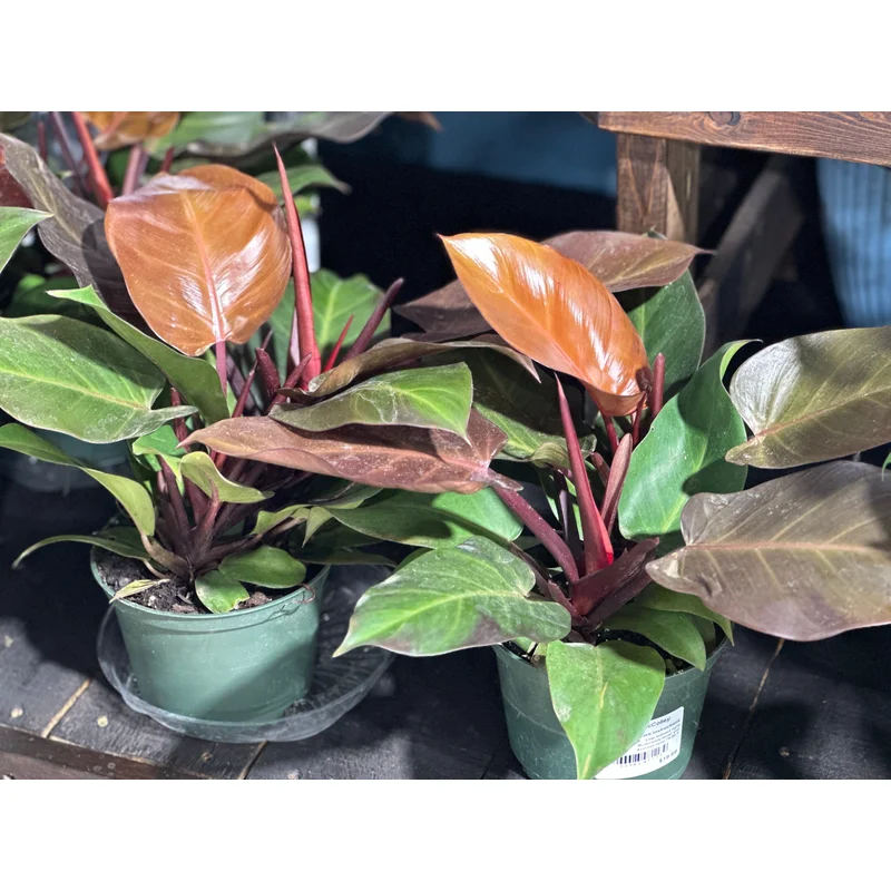 6” Philodendron McColley Finale