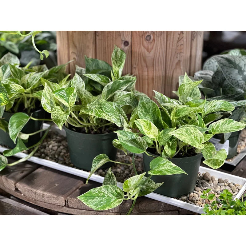 6” Pothos Marble Queen