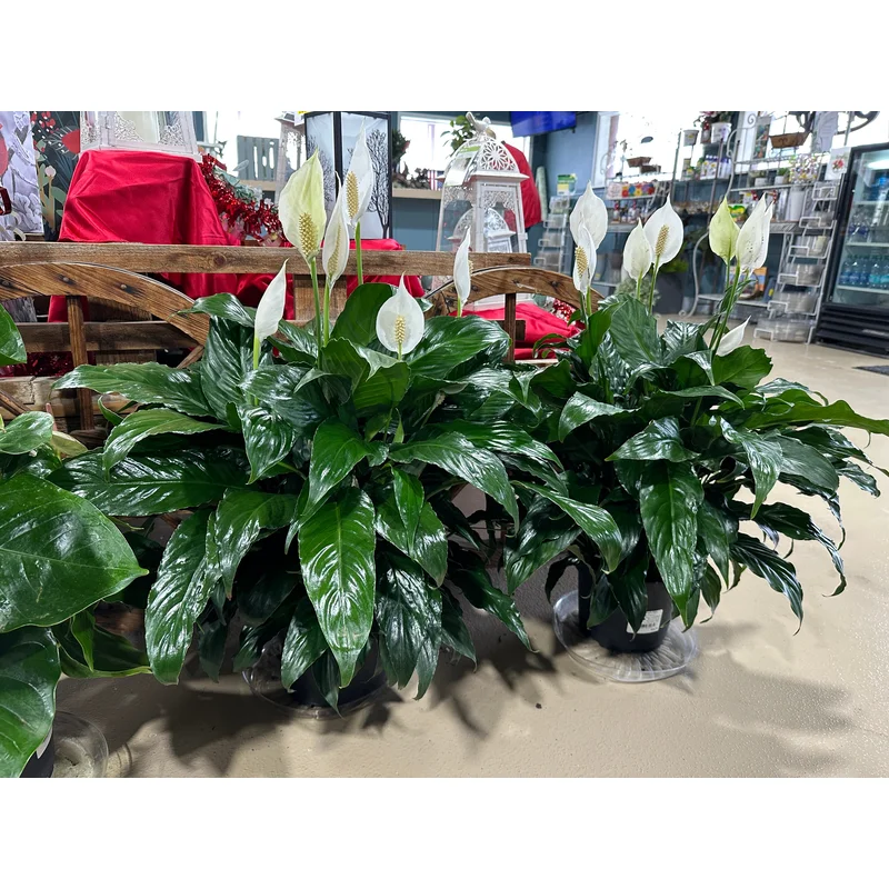 8” Anthurium White Heart