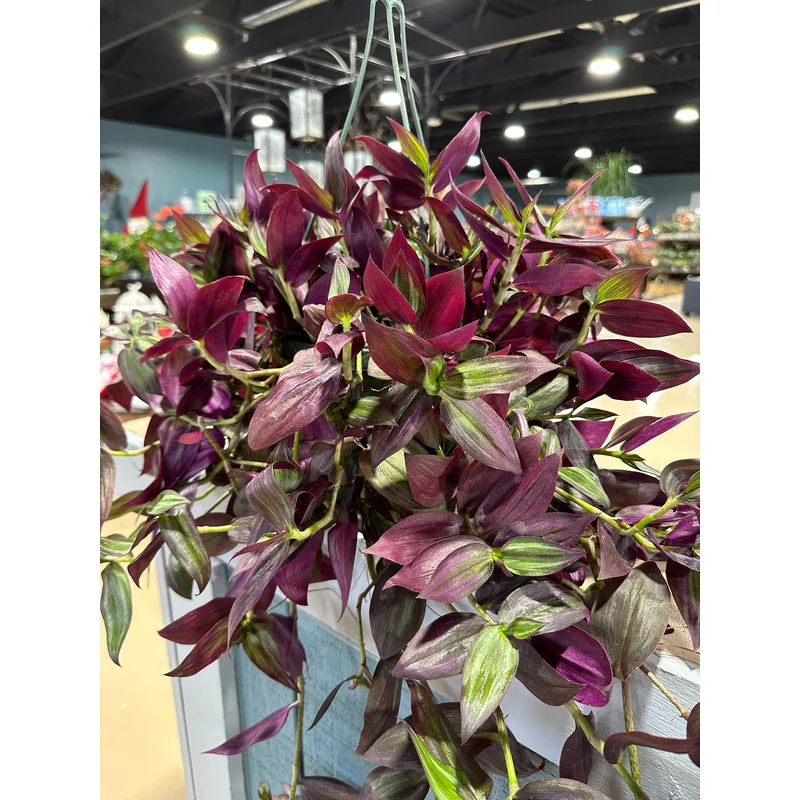 8” Tradescantia Red Zebrina Hanging Basket