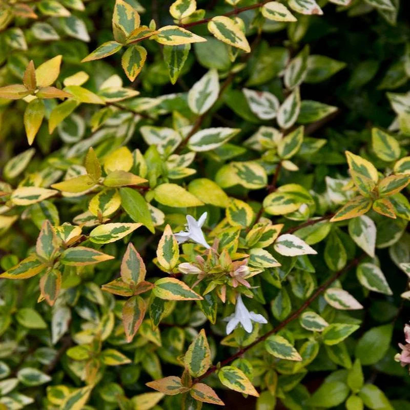 Abelia grand. Kaleidoscope(2 Ltr pot)