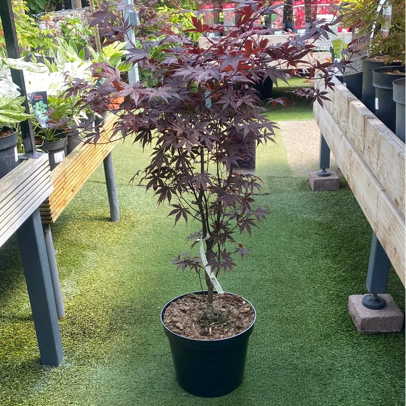 Acer pal. Bloodgood80-100 CM