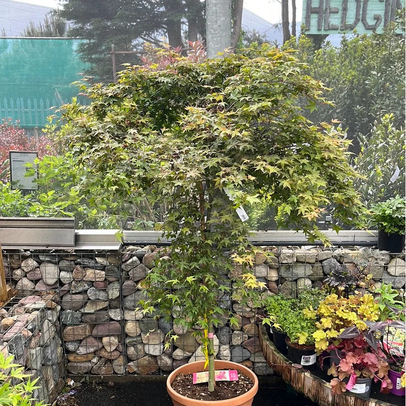ACER PALM.BENI-MAIKO CLT 45TRONCO 90 CM1/2 STD CHIOMA 80 – 100 CM