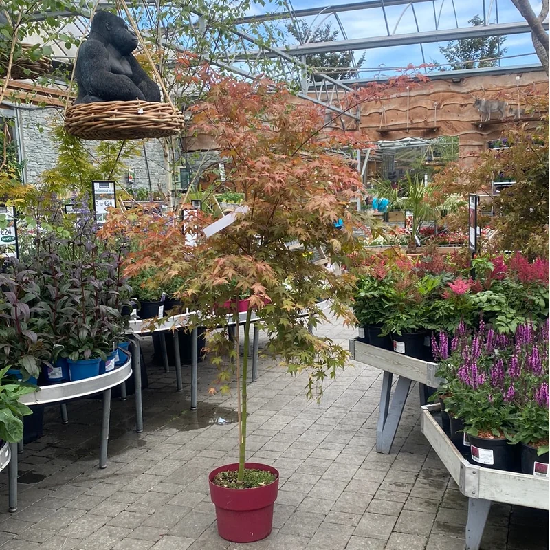 ACER PALM.BENI-MAIKO VASO ECO CLT 15TRONCO 90 CM 1/2 STD