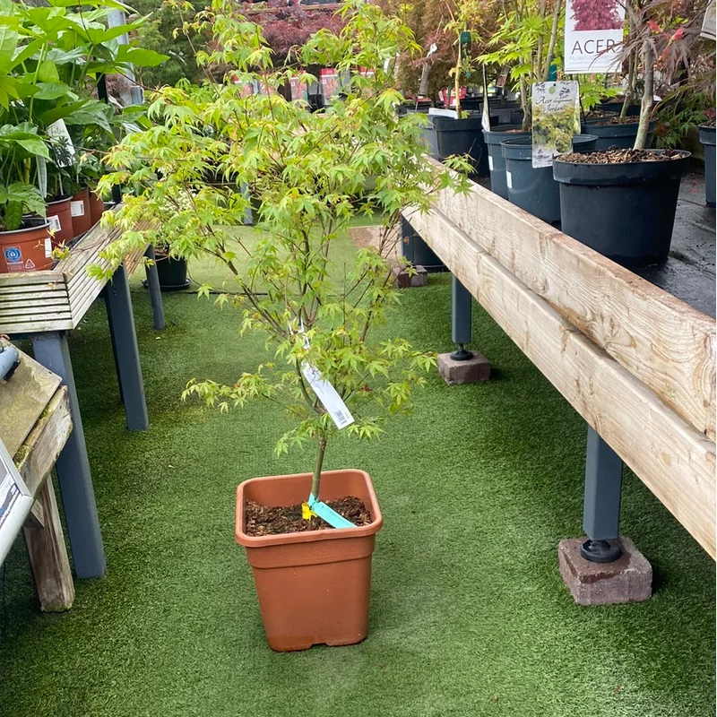 ACER PALM. KATSURA VQ LT. 14