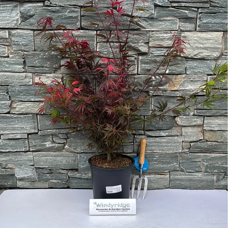 Acer palm. ShainaC6.5