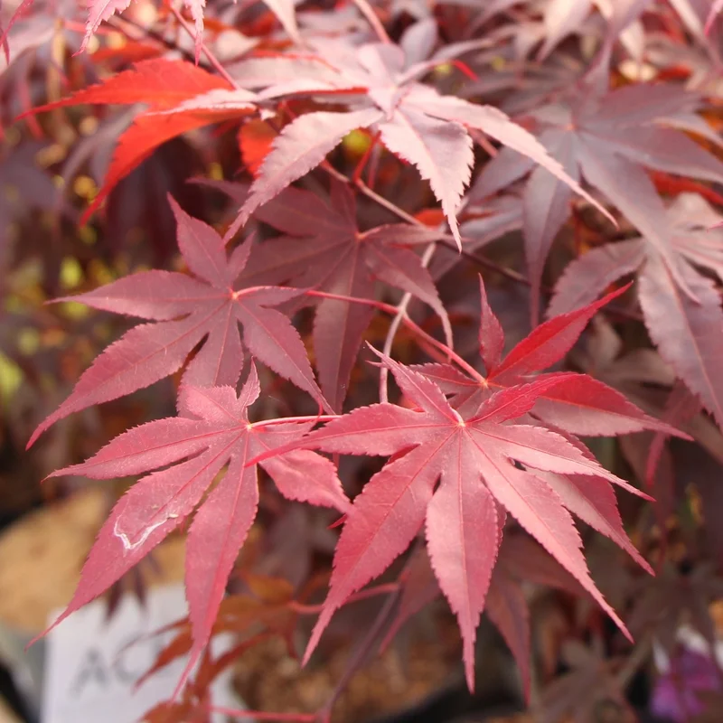Acer palmatum Bloodgood10 Ltr Pot