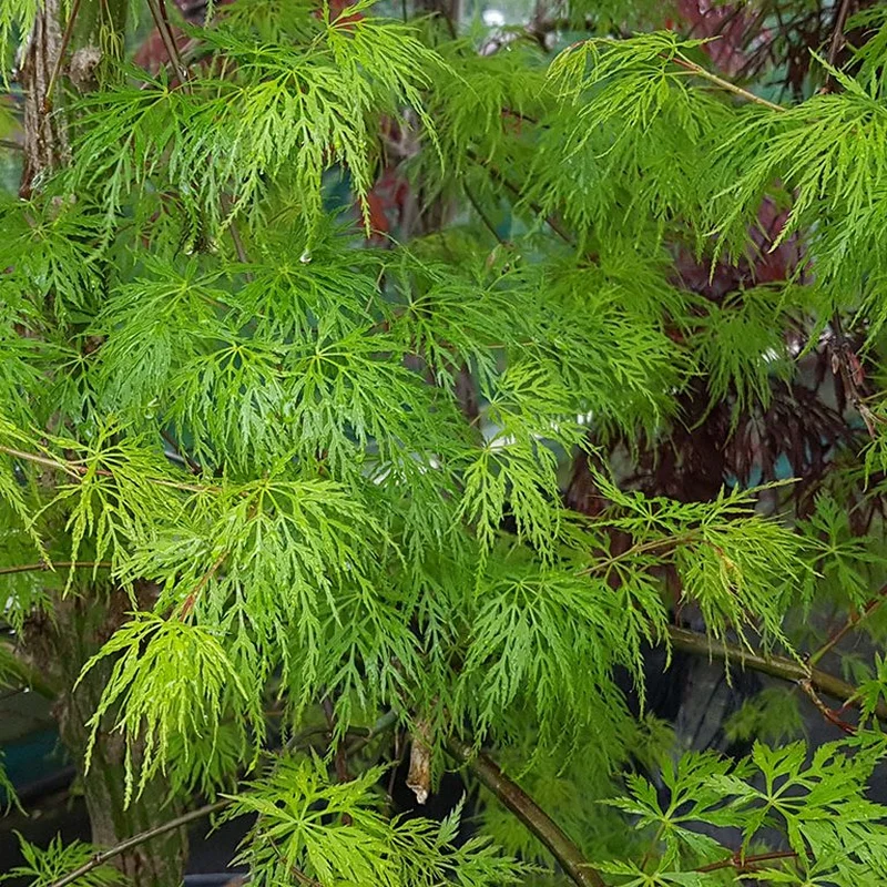 Acer palmatum Emerald Lace3 Ltr pot