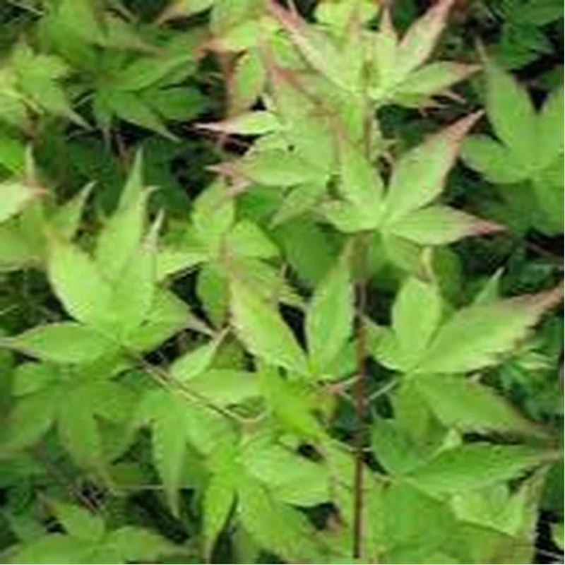 ACER PALMATUM LITTLE PRINCESS VASO ECO CLT 15TRONCO 90 CM1/2 STD