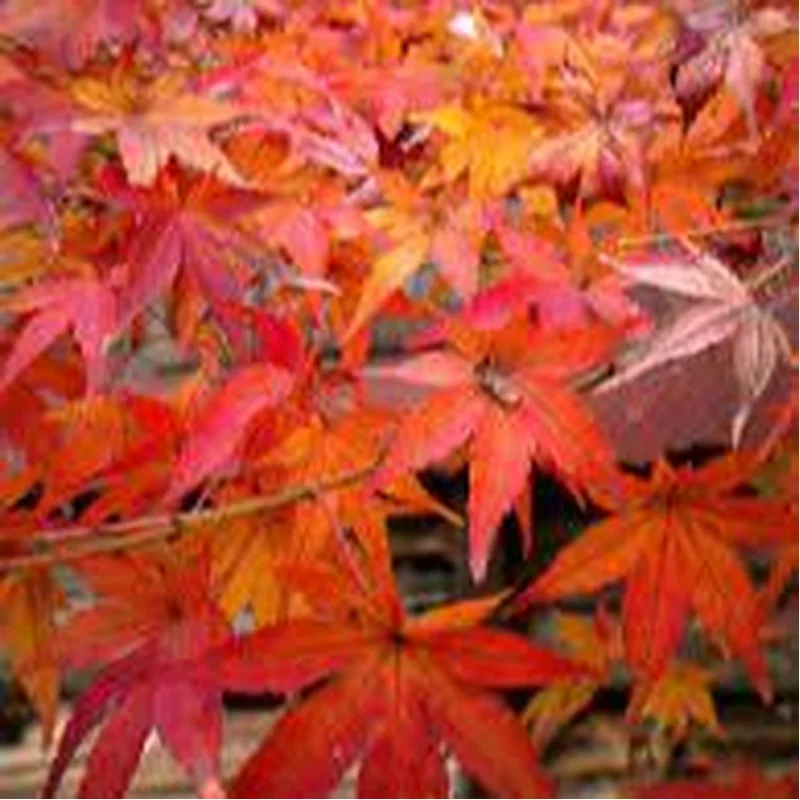 Acer palmatum Little Red3 Ltr pot