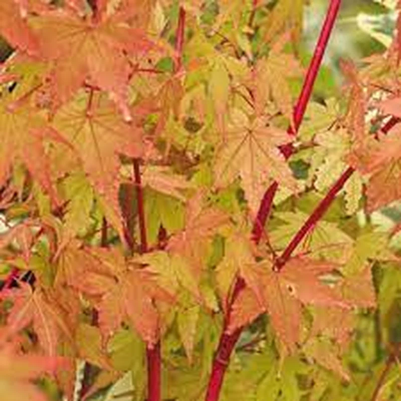 Acer palmatum Sangokaku5 Ltr pot
