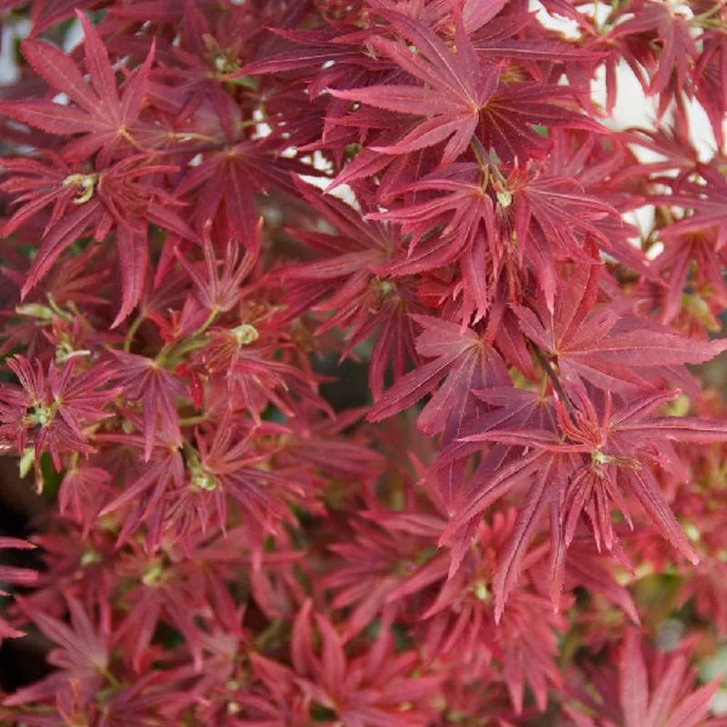 Acer palmatum Shaina5 Ltr pot