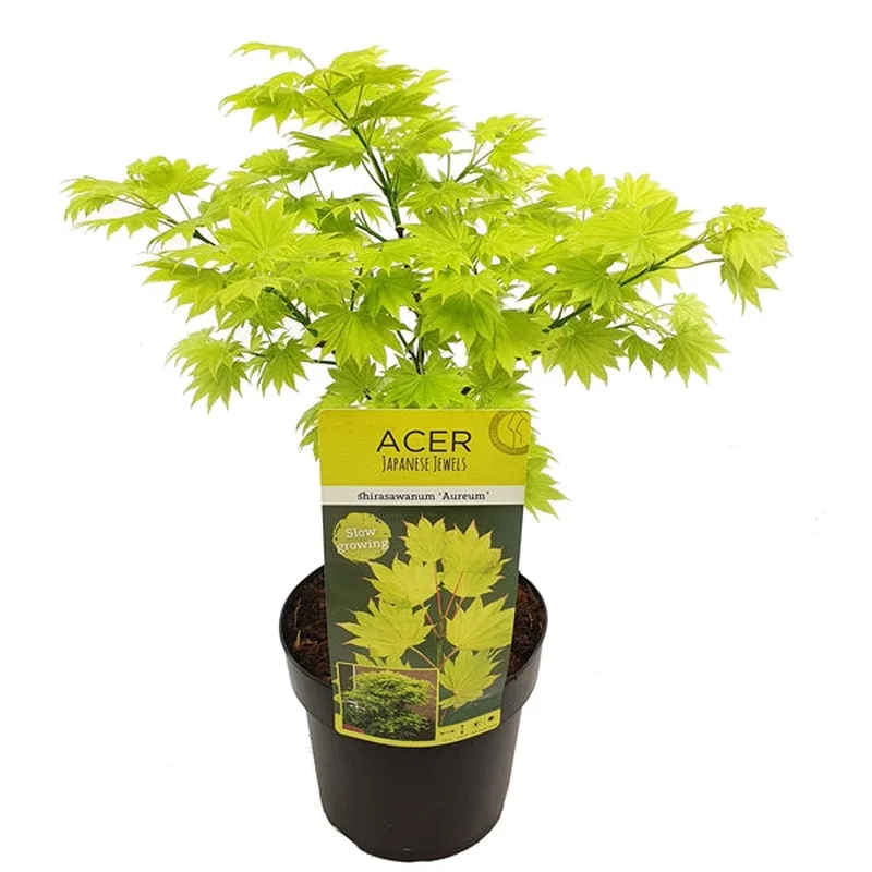 Acer shirasawanum AureumC6.5