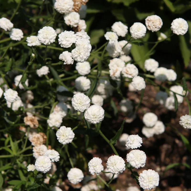 ACHILLEA PTARMICA SUMMER DRIFT