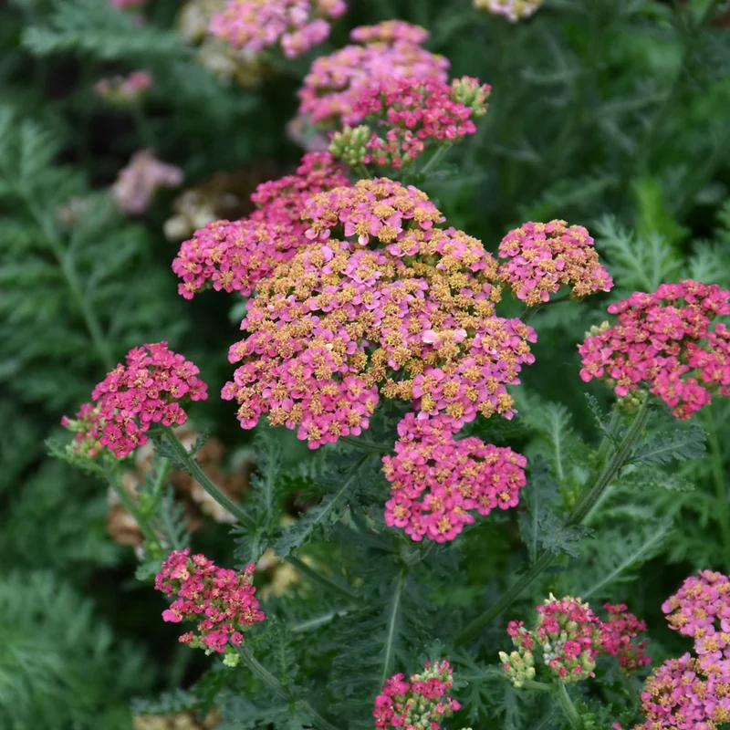 ACHILLEA SASSY SUMMER TAFFY