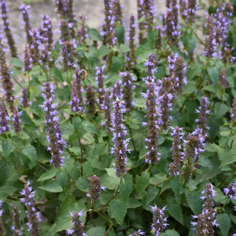 AGASTACHE LITTLE ADDER