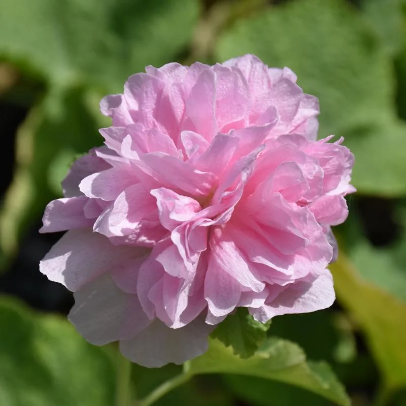 ALCEA PEACHES ‘N’ DREAMS