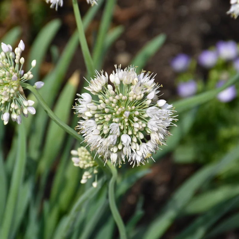 ALLIUM BOBBLEHEAD
