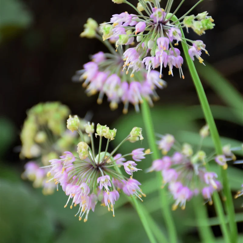 ALLIUM CERNUUM