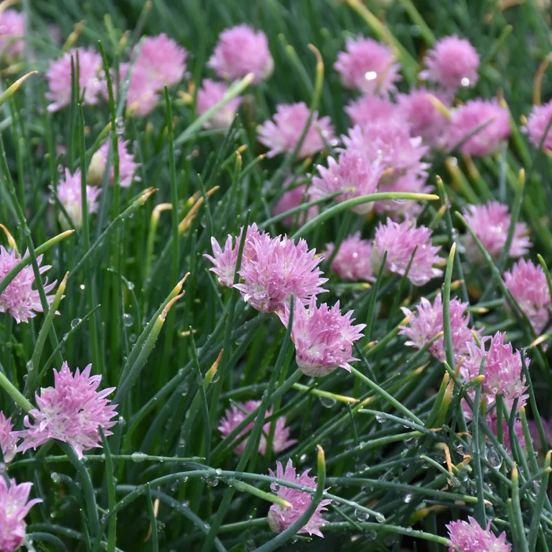 ALLIUM RISING STAR