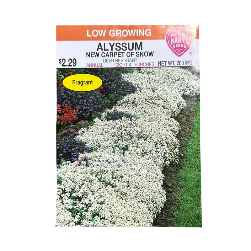Alyssum Carpet of Snow