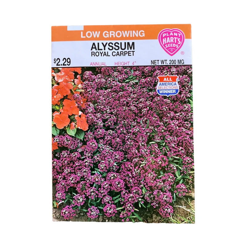 Alyssum Royal Carpet