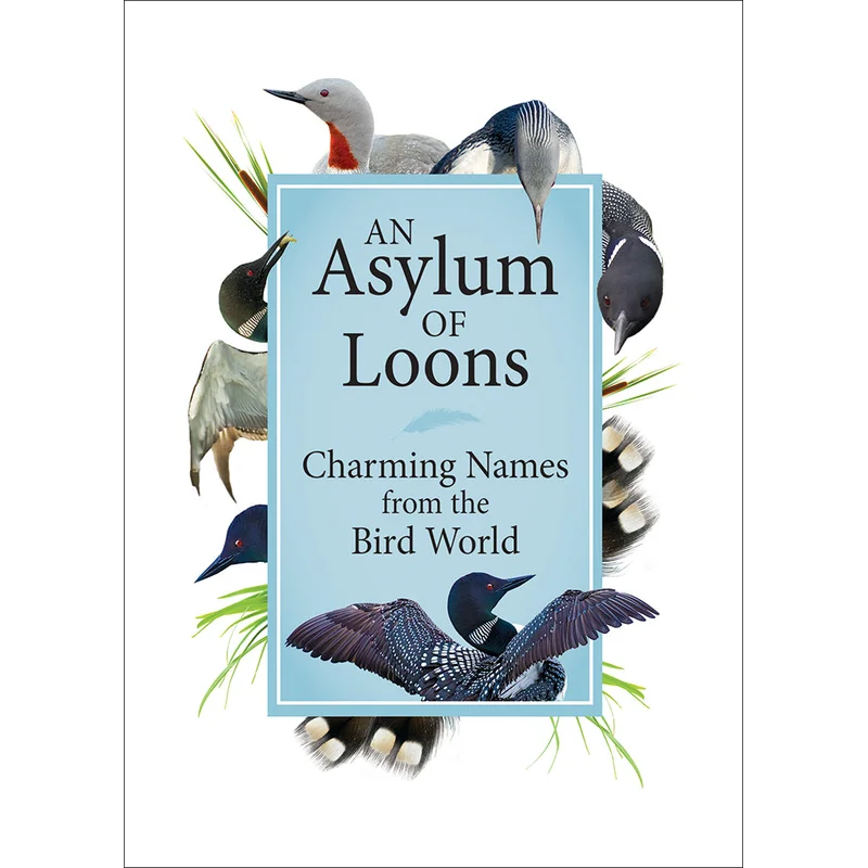 An Asylum of Loons: Charming Names from the Bird World