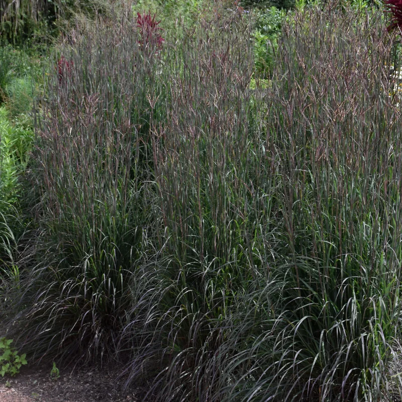 ANDROPOGON HOLY SMOKE