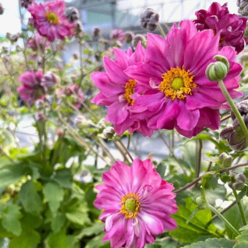 ANEMONE CURTAIN CALL DEEP ROSE