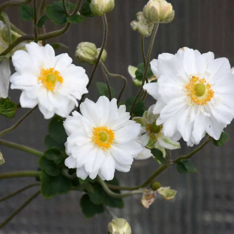 ANEMONE WHIRLWIND