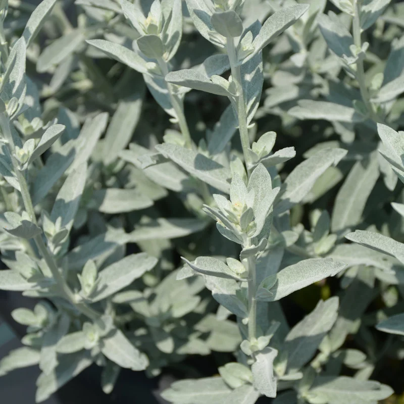 ARTEMISIA GARDEN GHOST