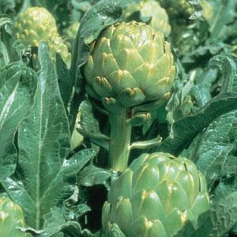 ARTICHOKE IMPERIAL STAR – FLAT OF 32 PLANTS