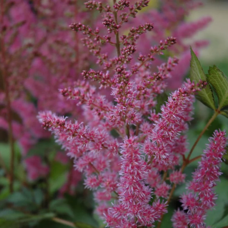 ASTILBE MAGGIE DALEY
