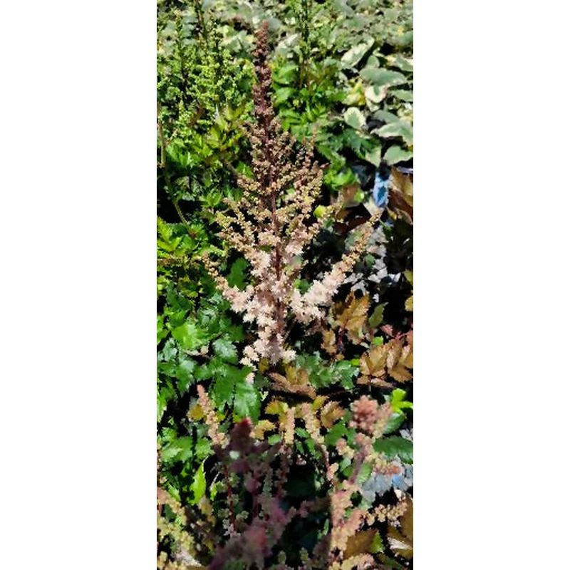 ASTILBE PINK LIGHTNING