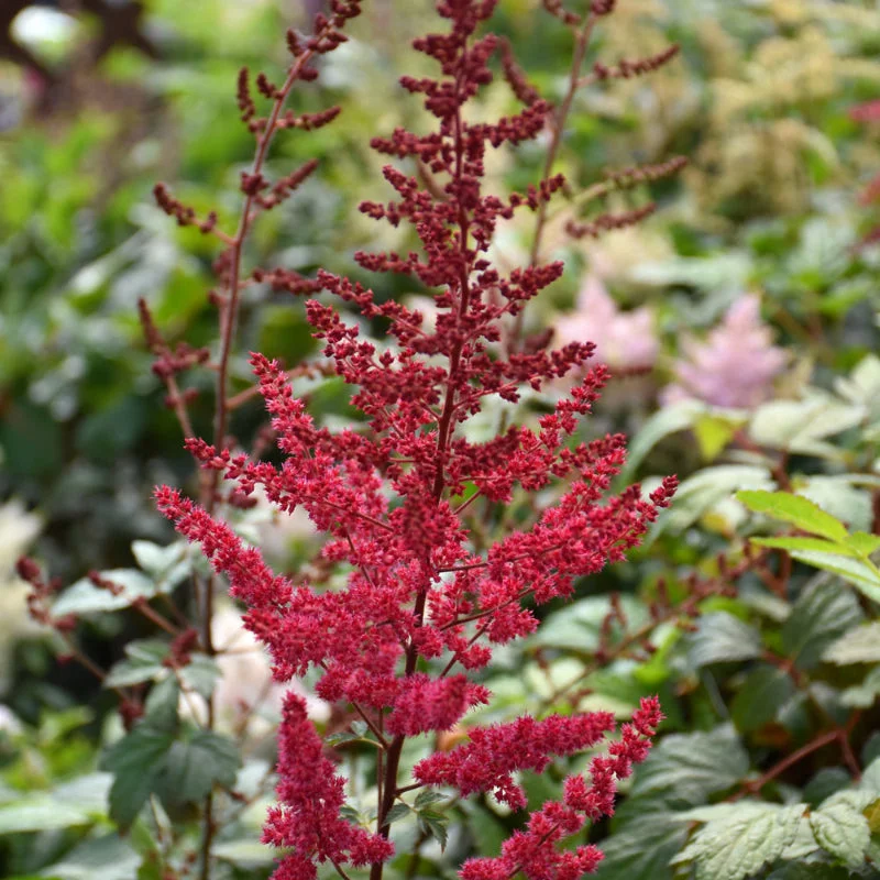 ASTILBE RADIUS
